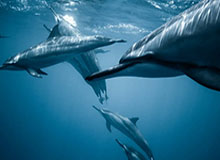 九游APP-理性讨论：英超最强的一对在手 热刺该不该拿冠军？